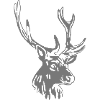 deer - antler - hunting - hunter