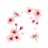 fleurs de cerisier