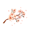 Cherry Blossom