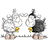 Schaf Duo