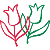 tulip