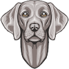 Weimaraner