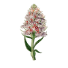 Blüte Orchidee Knabenkraut