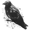 Black Raven Odin Pagan Vikings