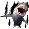 REQUIN EN T-SHIRT DÉCHIRÉ