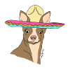aye chihuahua