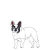 Bouledogue français bouledogue français