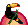 toucan