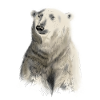 ours blanc
