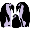 Penguins, Penguin family