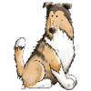 Collie Cleo