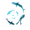 Swimming with Sharks