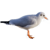 Môwe