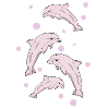 Four dolphins, sea