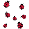 Little Ladybug