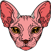 Sphinx Cat