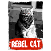 Rebel Cat - Grumpy Cat - Cat