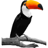Toucan Tucan Caribbean bird