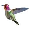 humming-bird