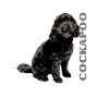 Cockapoo