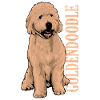 Goldendoodle