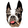 Boston Terrier moth I