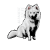 Japan Spitz