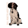 Small Münsterländer