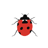 Marienkäfer