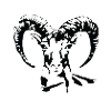 Mouflon sheep head