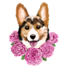 corgi