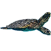 Sea Turtle Sea Turtle
