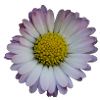 daisy / daisy / flower