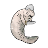 Manatee gift