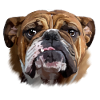 Bulldog