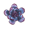 Echeveria Succulent Plant