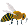 bee