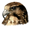 falcon