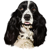 cocker spaniel