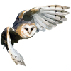 Owl - Barn Owl Polygon