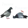 Pigeon on and off