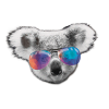 koala schwaz white head
