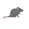 Amant de rat