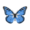 Butterfly Flag Of Somalia