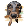 dachshund