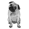 pug