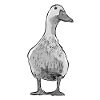 goose