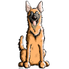 Fröhlicher Malinois