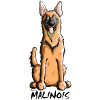 Lustiger Malinois