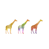 Giraffe savanna
